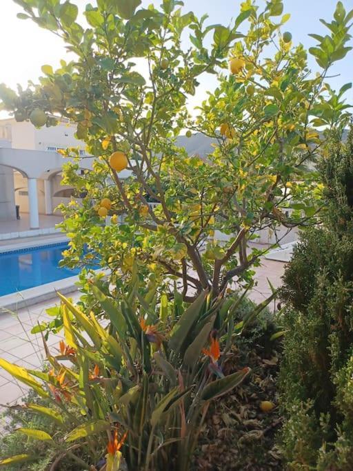 Casa Olivos, With A Pool Alicante